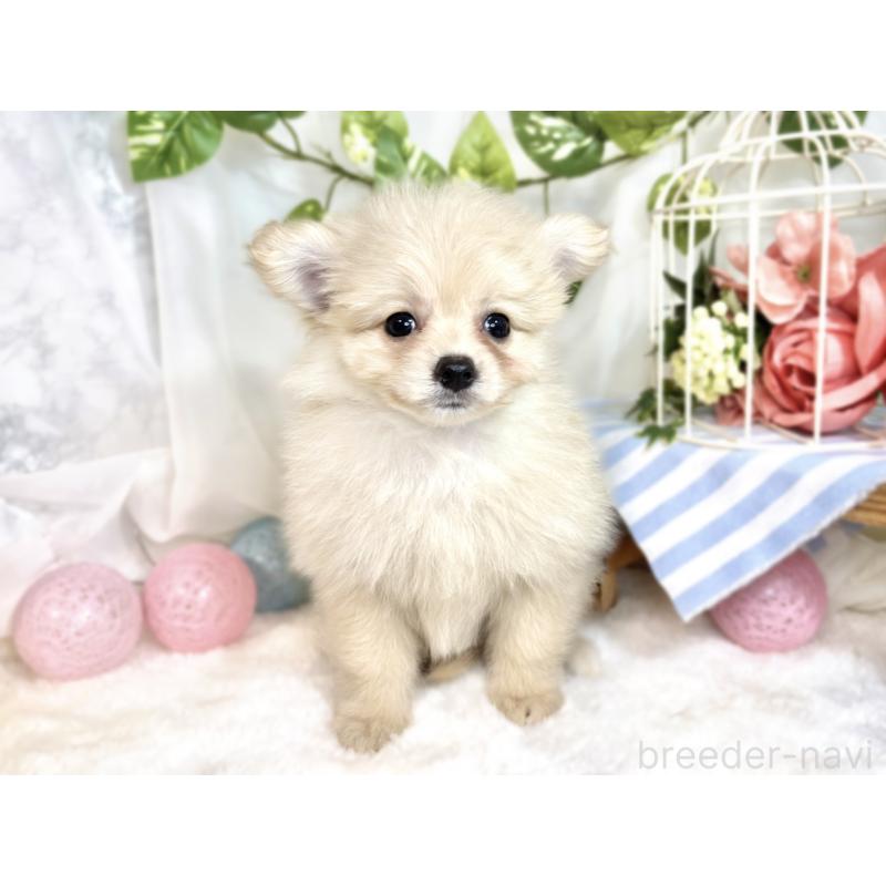 成約済の滋賀県のポメプー:ポメラニアン×トイプードル-413846の4枚目