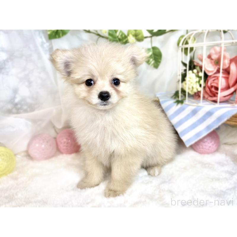 成約済の滋賀県のポメプー:ポメラニアン×トイプードル-413846の3枚目