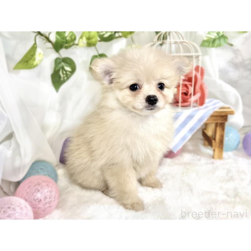 成約済の滋賀県のポメプー:ポメラニアン×トイプードル-413846の2枚目