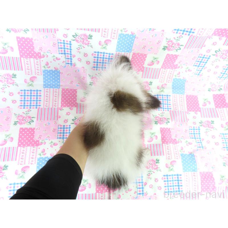 成約済の千葉県のパピヨン-403210の5枚目