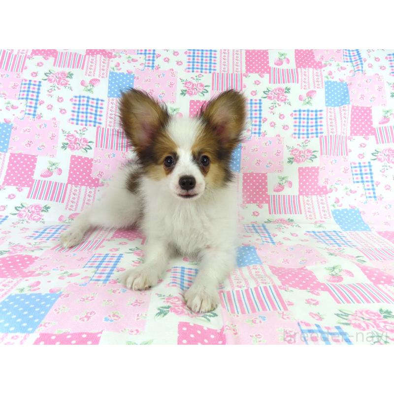 成約済の千葉県のパピヨン-403210の4枚目