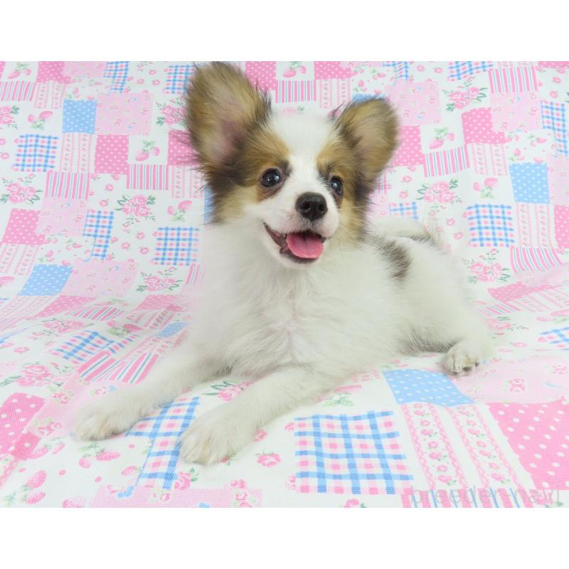 成約済の千葉県のパピヨン-403210の3枚目