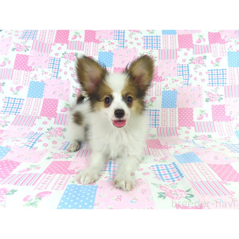 成約済の千葉県のパピヨン-403210の2枚目