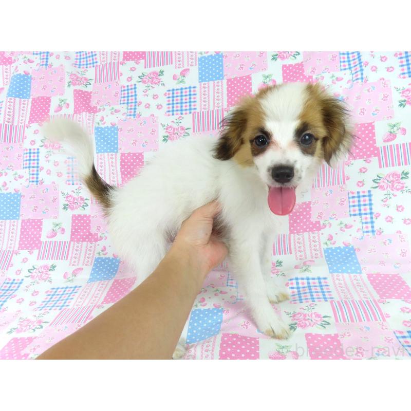 販売中の千葉県のパピヨン-400066の3枚目