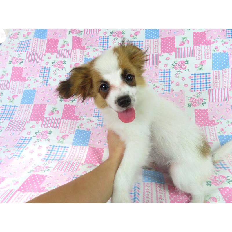 販売中の千葉県のパピヨン-400066の2枚目