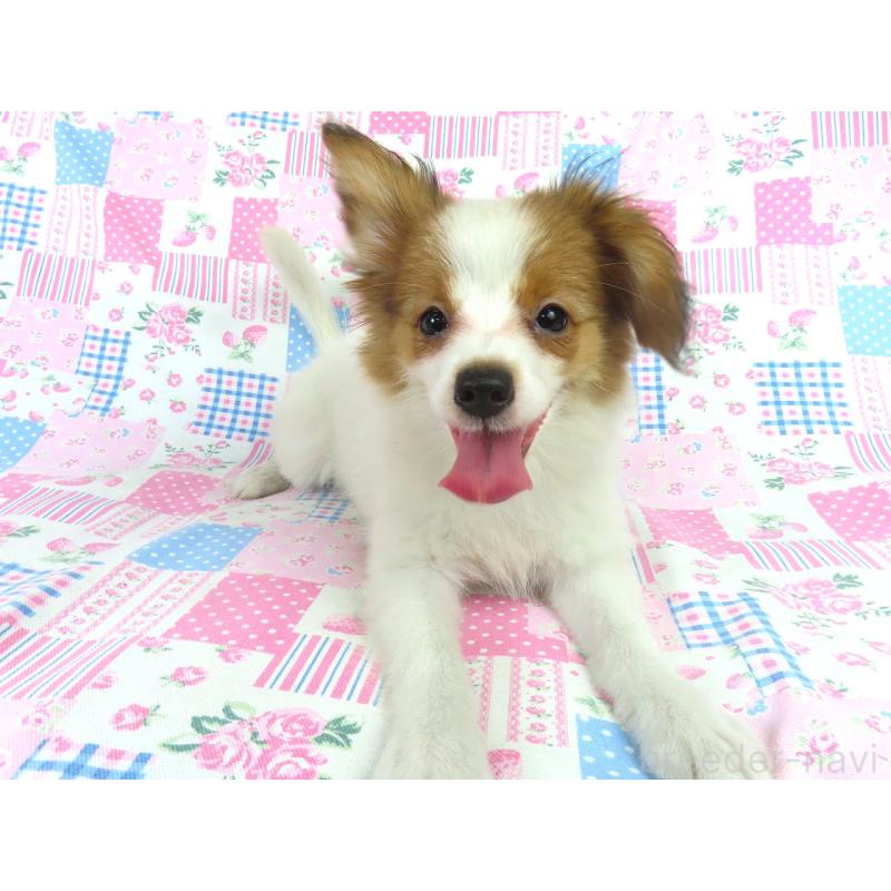 販売中の千葉県のパピヨン-400070の4枚目