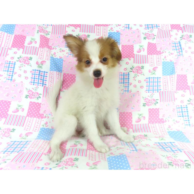販売中の千葉県のパピヨン-400070の3枚目