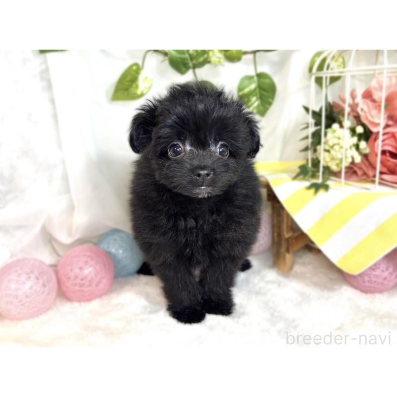 成約済の滋賀県のポメプー:ポメラニアン×トイプードル-413847の4枚目