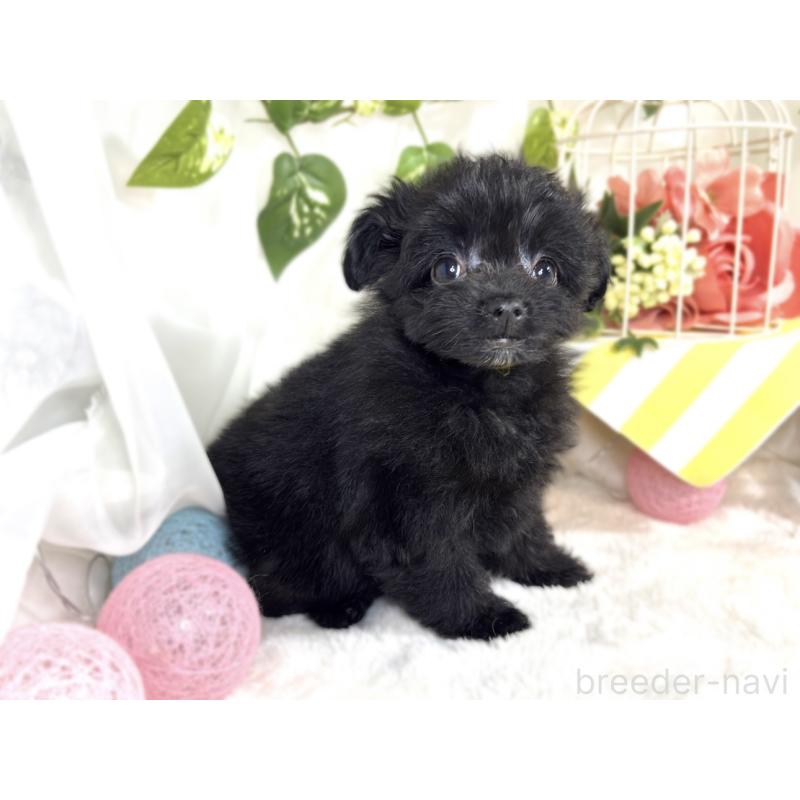 成約済の滋賀県のポメプー:ポメラニアン×トイプードル-413847の3枚目