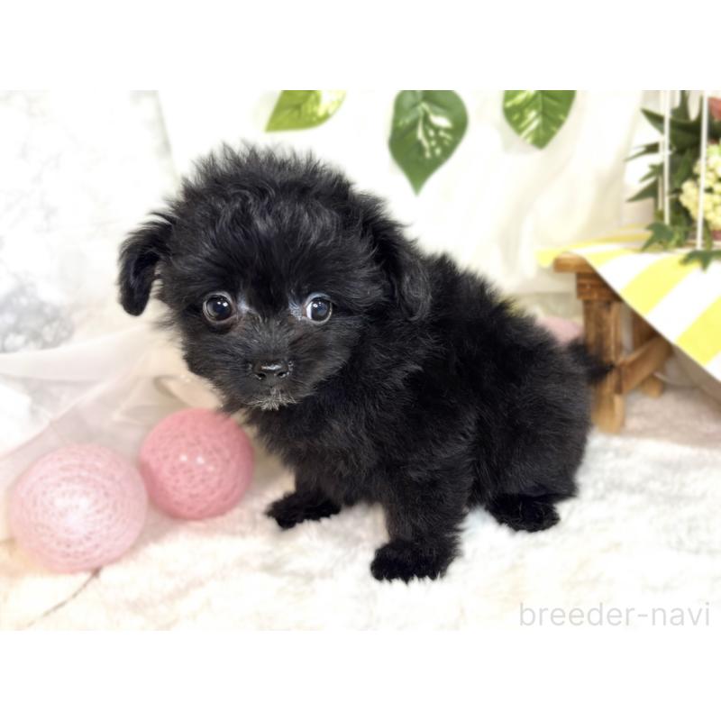 成約済の滋賀県のポメプー:ポメラニアン×トイプードル-413847の2枚目