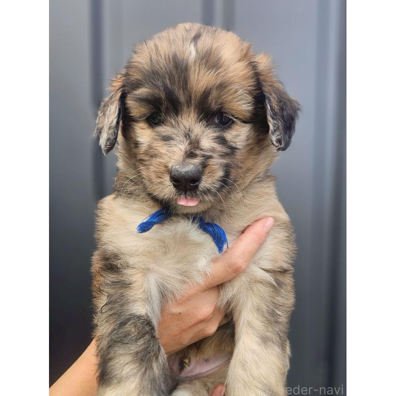 販売中の長野県のミックス犬-410969