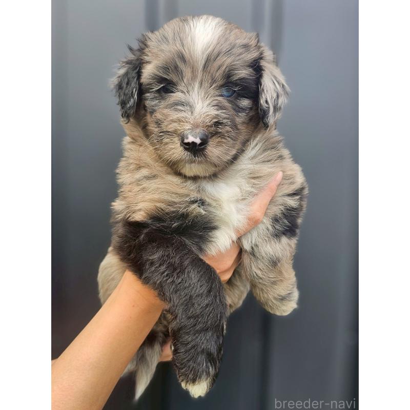 成約済の長野県のミックス犬-410967の2枚目