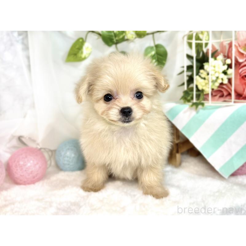 成約済の滋賀県のポメプー:ポメラニアン×トイプードル-413848の4枚目