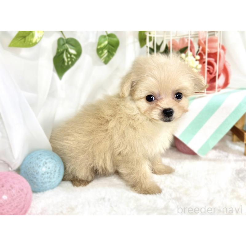 成約済の滋賀県のポメプー:ポメラニアン×トイプードル-413848の3枚目