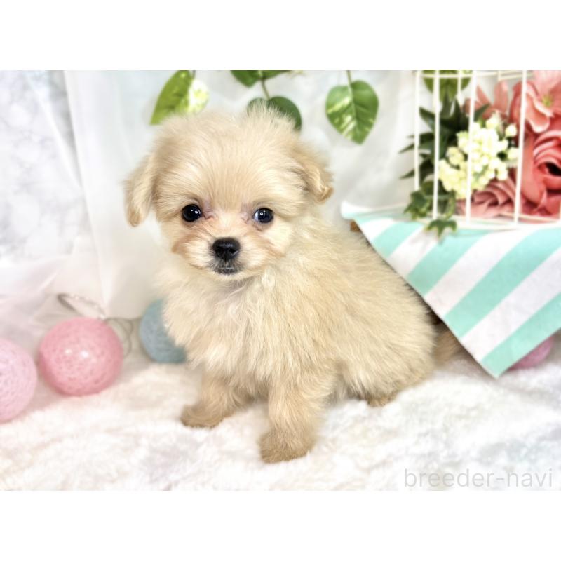 成約済の滋賀県のポメプー:ポメラニアン×トイプードル-413848の2枚目