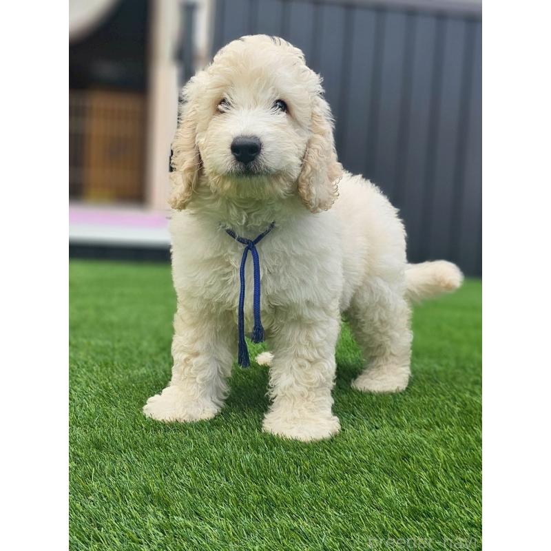 成約済の長野県のゴールデンドゥードル:ゴールデンレトリーバー×プードル-408113の5枚目