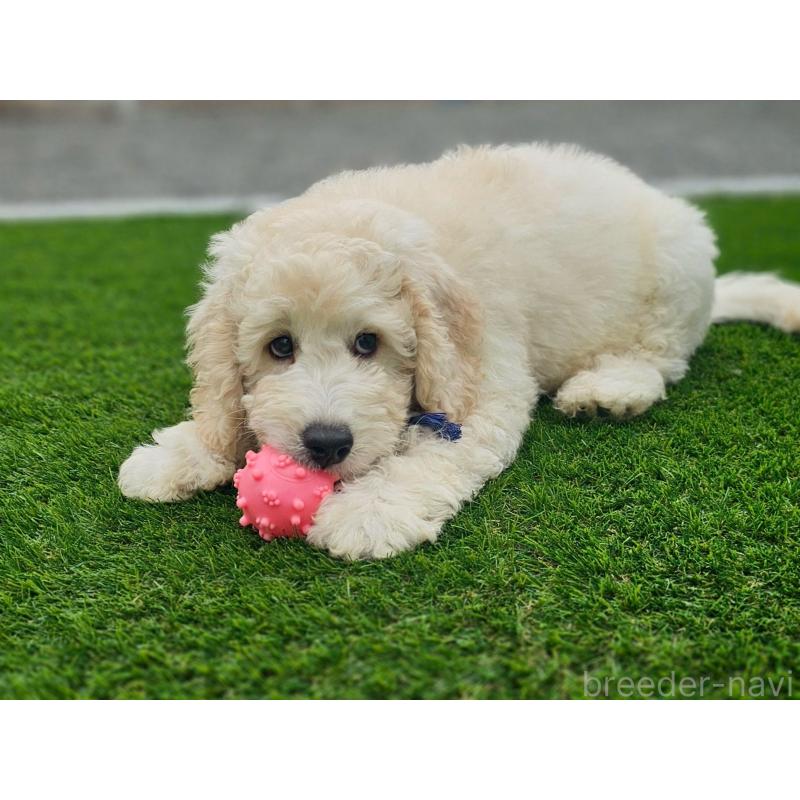 成約済の長野県のゴールデンドゥードル:ゴールデンレトリーバー×プードル-408113の4枚目