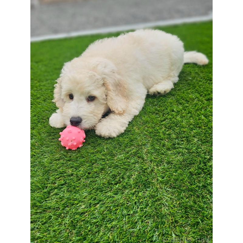 成約済の長野県のゴールデンドゥードル:ゴールデンレトリーバー×プードル-408113の3枚目