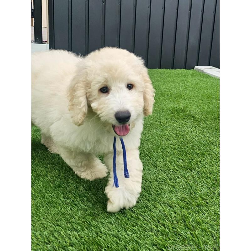成約済の長野県のゴールデンドゥードル:ゴールデンレトリーバー×プードル-408113の2枚目