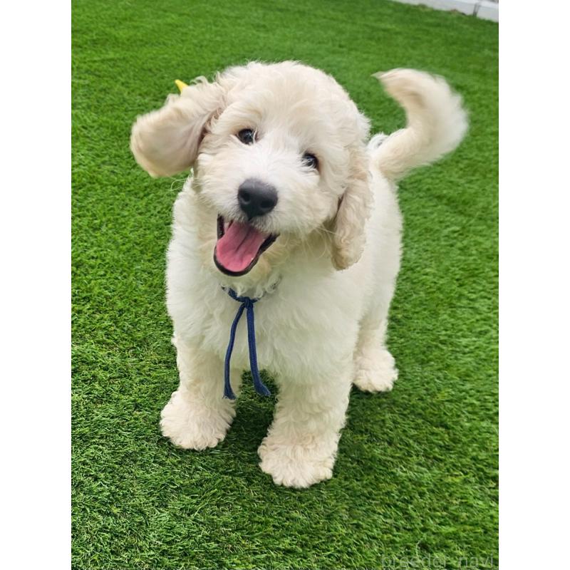 成約済ののゴールデンドゥードル:ゴールデンレトリーバー×プードル-408113