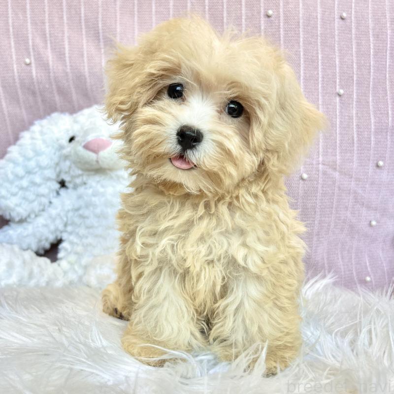 販売中の栃木県のマルプー:マルチーズ×トイプードル-415736の12枚目