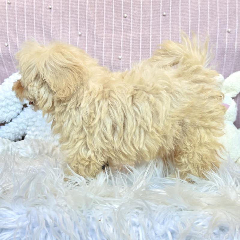 販売中の栃木県のマルプー:マルチーズ×トイプードル-415736の8枚目