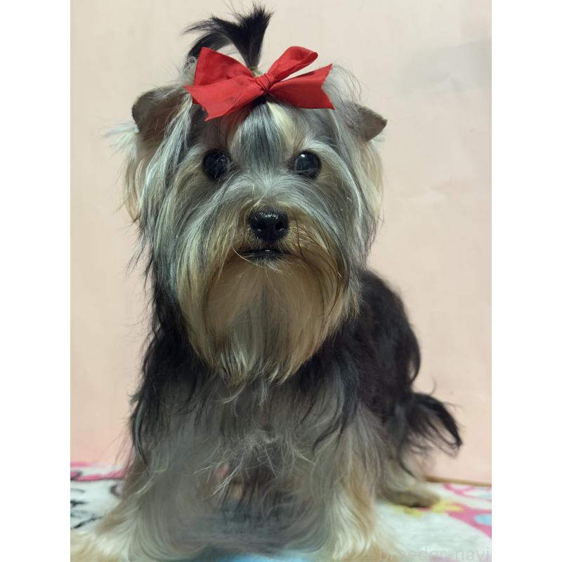 成約済の広島県のヨークシャーテリア-401292の1枚目