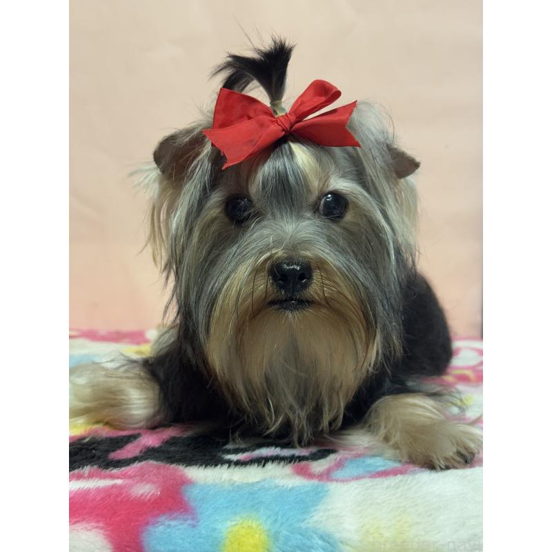 成約済の広島県のヨークシャーテリア-401292の3枚目