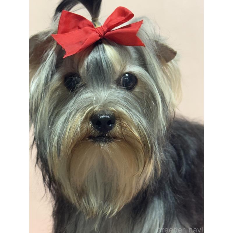 成約済の広島県のヨークシャーテリア-401292の2枚目