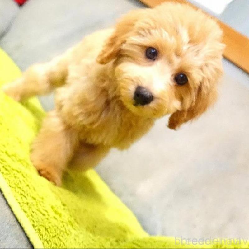 販売中の熊本県のマルプー:マルチーズ×トイプードル-415667の4枚目