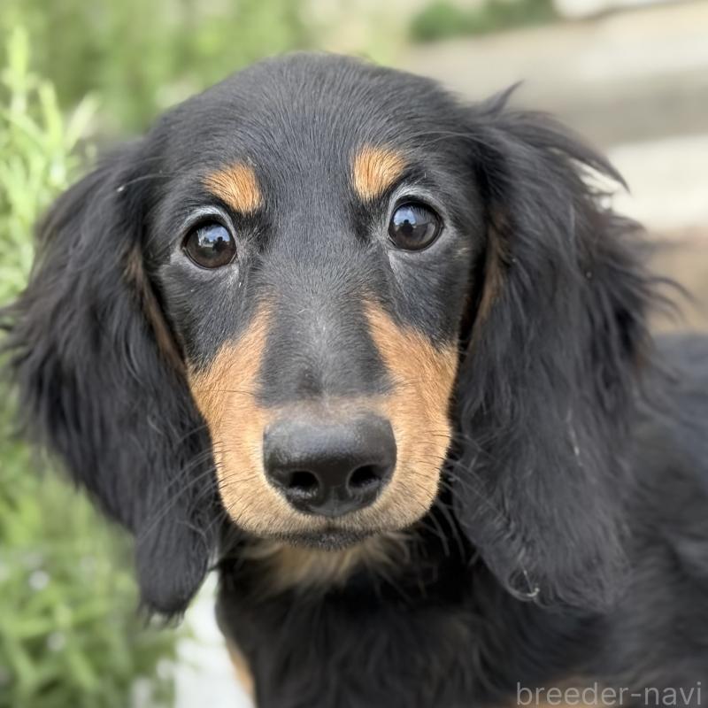 成約済の埼玉県のミニチュアダックスフンド(ロングヘアード)-401559の8枚目