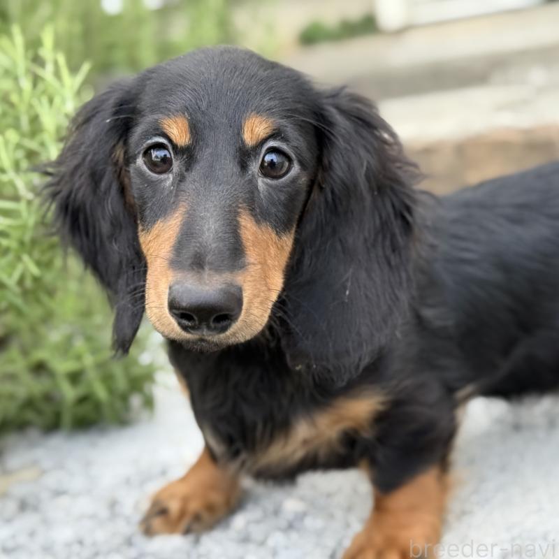 成約済の埼玉県のミニチュアダックスフンド(ロングヘアード)-401559の7枚目