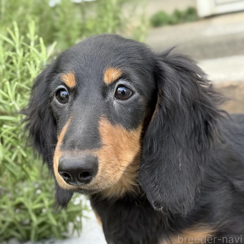 成約済の埼玉県のミニチュアダックスフンド(ロングヘアード)-401559の1枚目