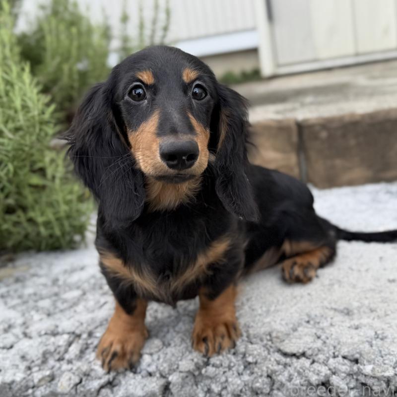 成約済の埼玉県のミニチュアダックスフンド(ロングヘアード)-401559の6枚目