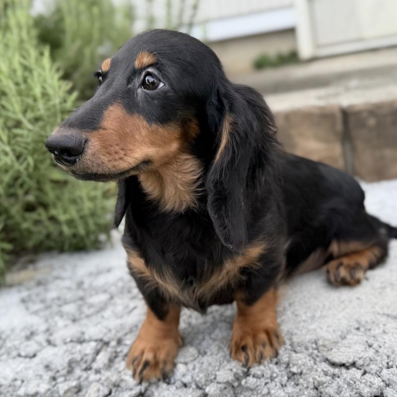 成約済の埼玉県のミニチュアダックスフンド(ロングヘアード)-401559の5枚目