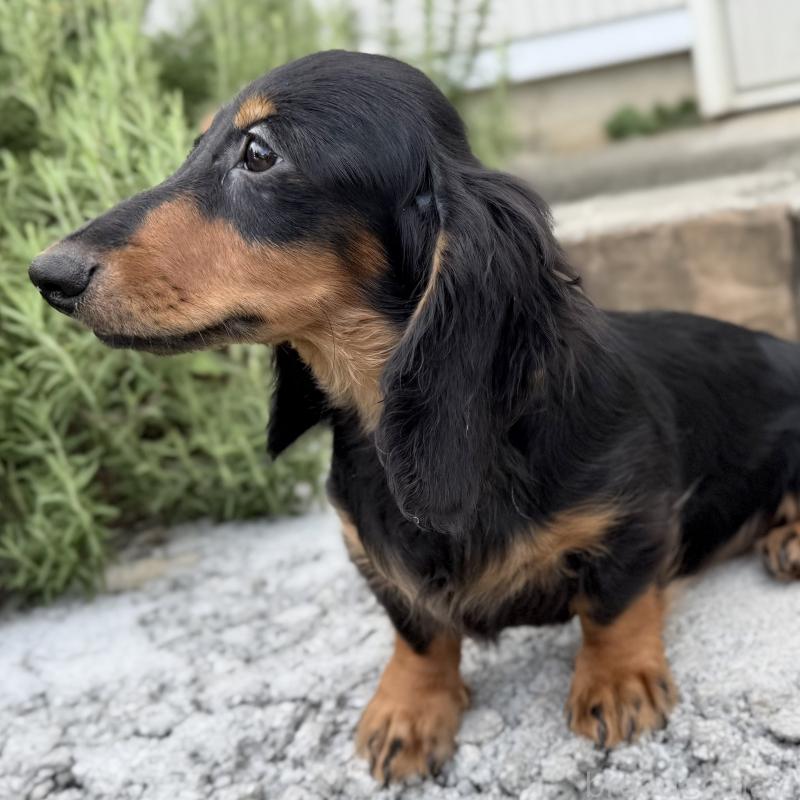 成約済の埼玉県のミニチュアダックスフンド(ロングヘアード)-401559の4枚目