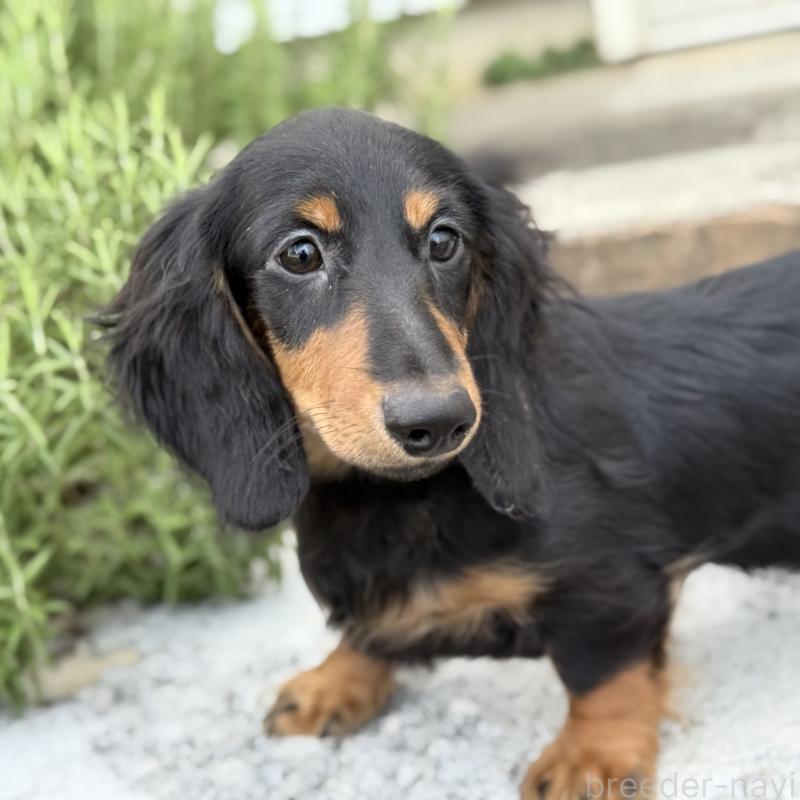 成約済の埼玉県のミニチュアダックスフンド(ロングヘアード)-401559の3枚目