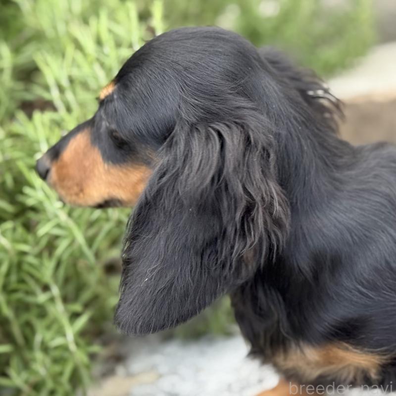 成約済の埼玉県のミニチュアダックスフンド(ロングヘアード)-401559の2枚目