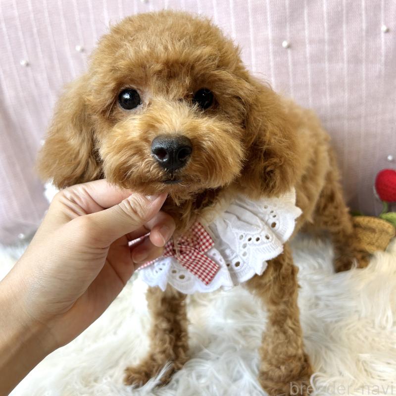 販売中の栃木県のトイプードル-415726の5枚目