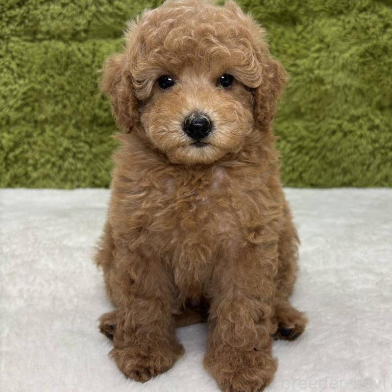 販売中の愛知県のトイプードル-415682の1枚目