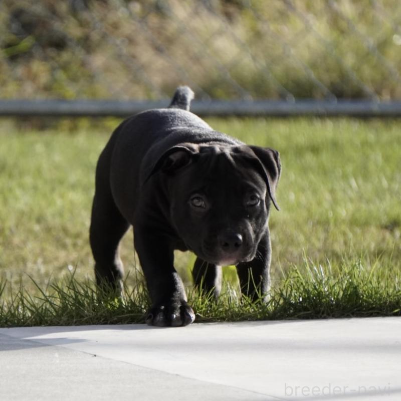 成約済の沖縄県のアメリカンブリー-414490の7枚目