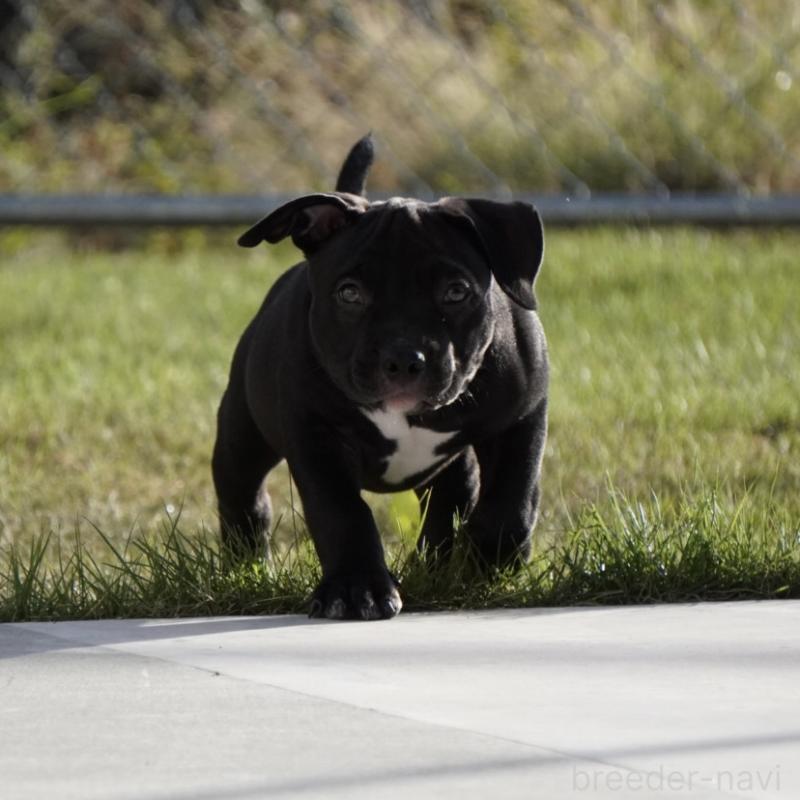 成約済の沖縄県のアメリカンブリー-414490の6枚目