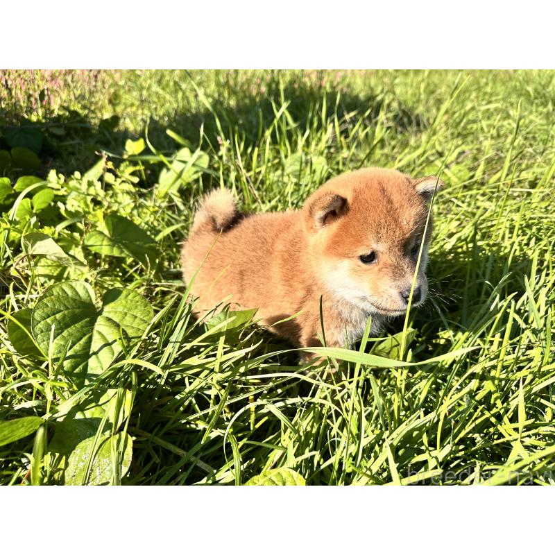 販売中の北海道の柴犬-415708の10枚目
