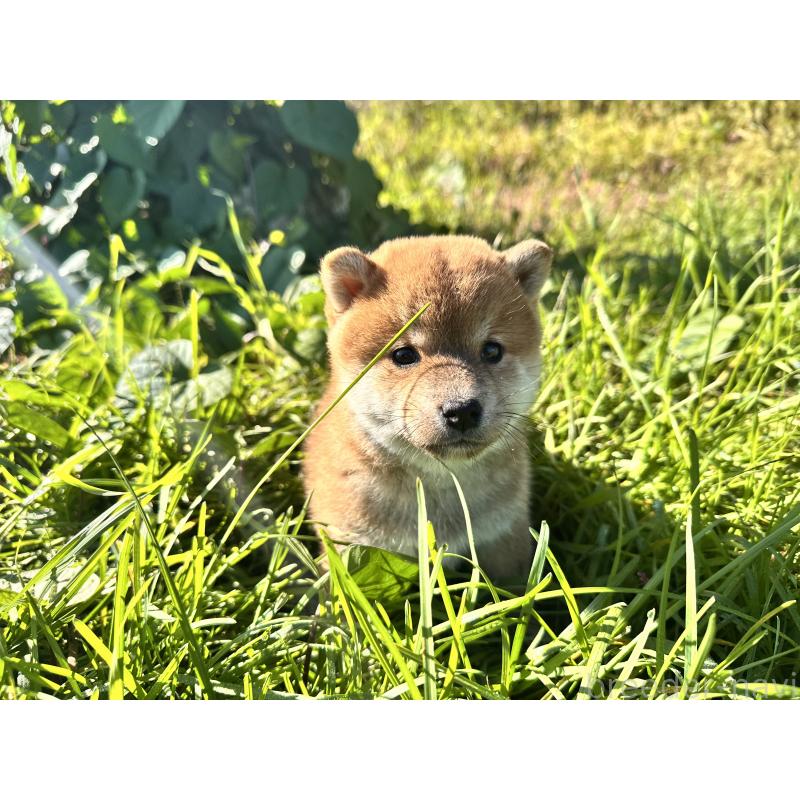 販売中の北海道の柴犬-415708の9枚目