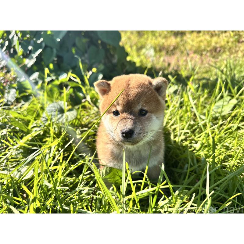 販売中の北海道の柴犬-415708の8枚目