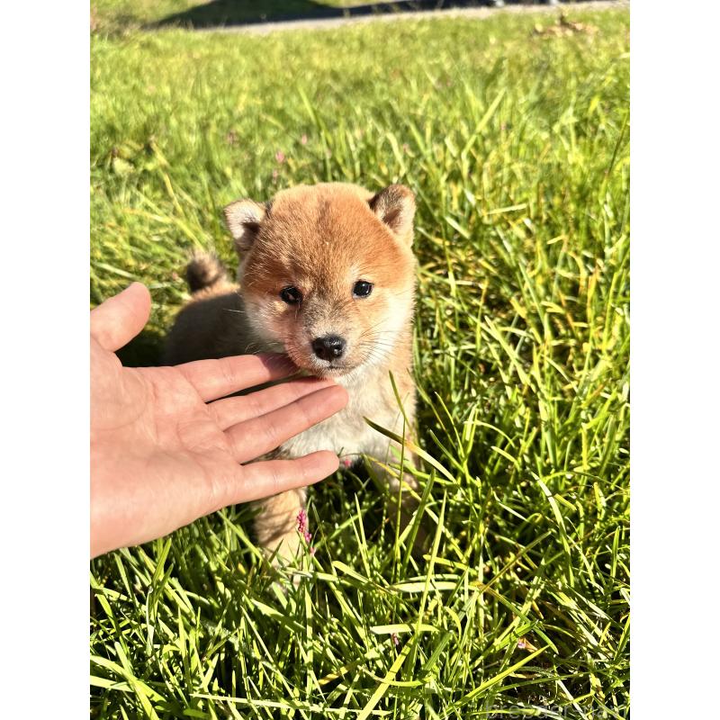 販売中の北海道の柴犬-415708の7枚目