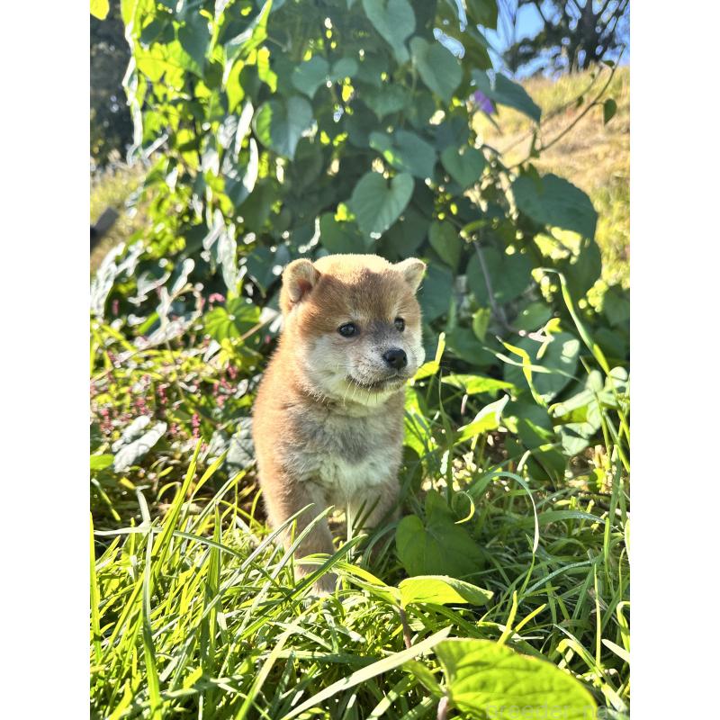 販売中の北海道の柴犬-415708の4枚目