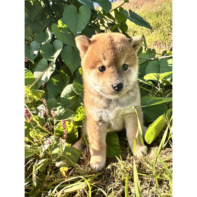 販売中の北海道の柴犬-415708の2枚目