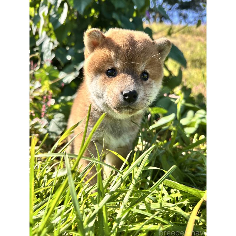 販売中の北海道の柴犬-415708の3枚目
