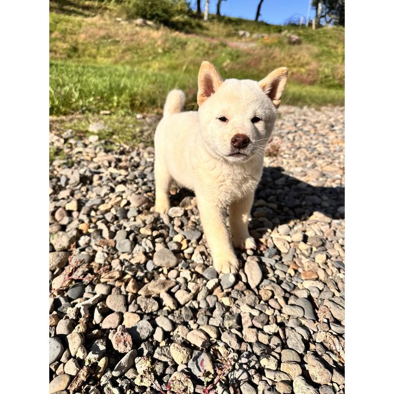 成約済の北海道の柴犬-412344の9枚目